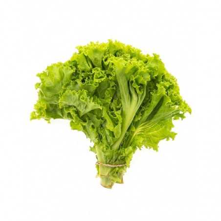 Lechuga hoja de roble (precio/unidad)