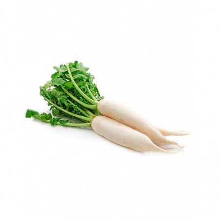 Nabo (precio/Kg)