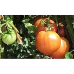 TOMATE