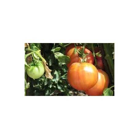 TOMATE